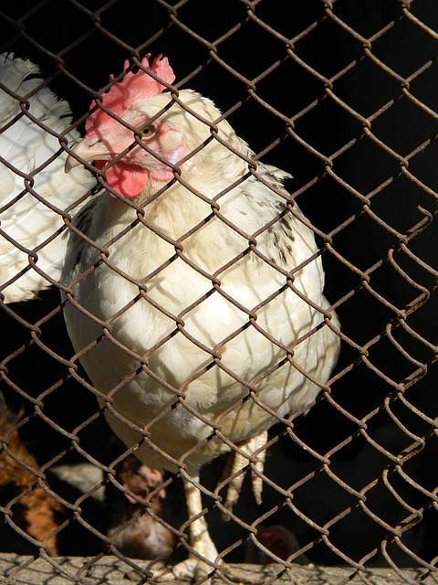 庫里缺陣 庫里缺陣